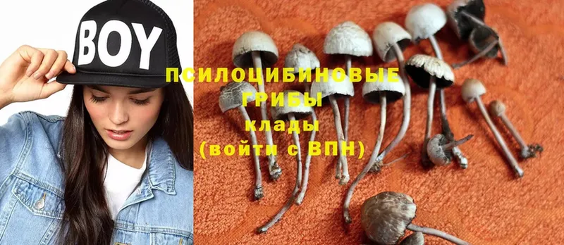 Галлюциногенные грибы Psilocybe  Каменногорск 